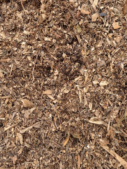 Forest Floor